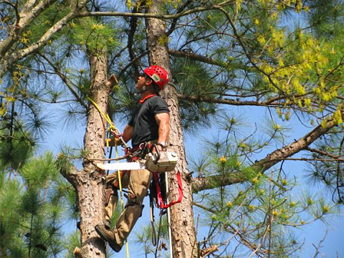 Tree Removal Service in Hainesport NJ 08036 - A Cut Above Tree Service