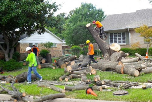 A Cut Above Tree Service - Marlton NJ Tree Removal